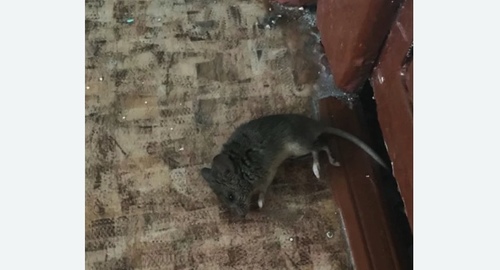 Дезинфекция от мышей в Лысково