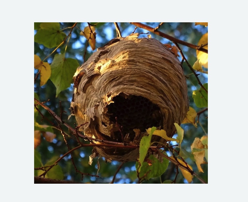 Обработка от шершней в Лысково