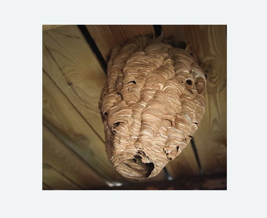 обработка от шершней в Лысково