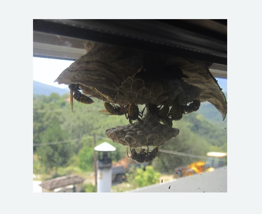 Уничтожение гнёзд шершней в Лысково