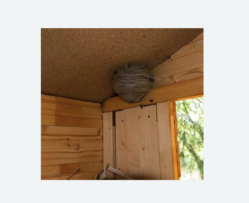 Обработка от ос в Лысково Обработка от ос