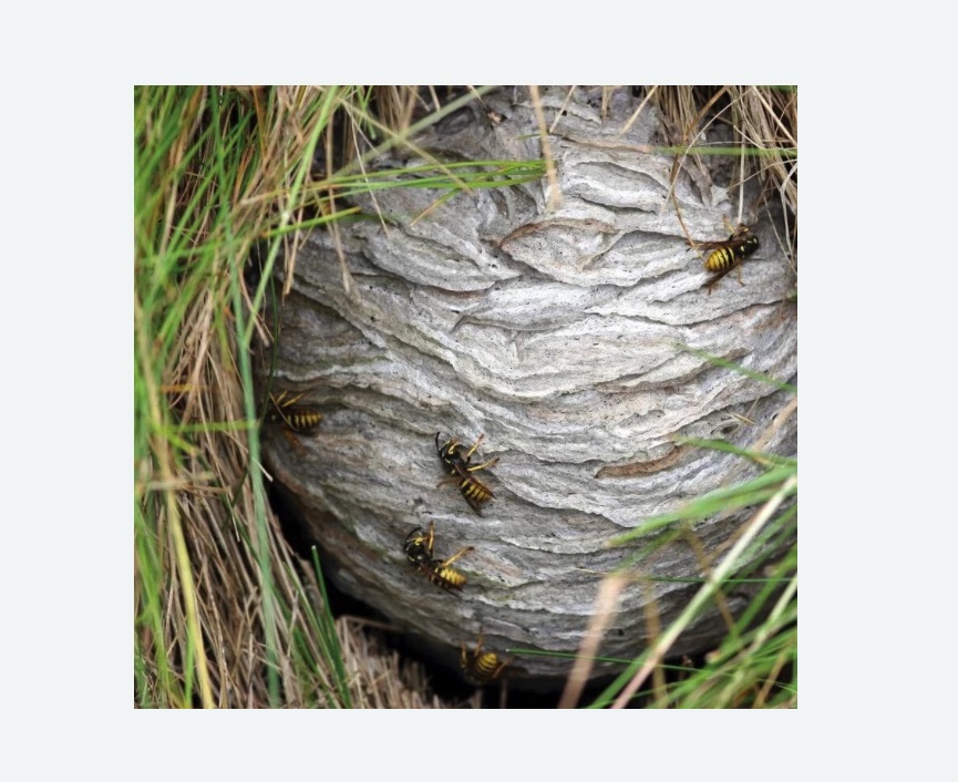 Уничтожение ос и ульев Уничтожение ос и ульев в Лысково